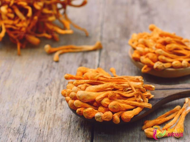 Uống Đông Trùng Hạ Thảo Lúc Nào Tốt Nhất Cho Sức Khỏe