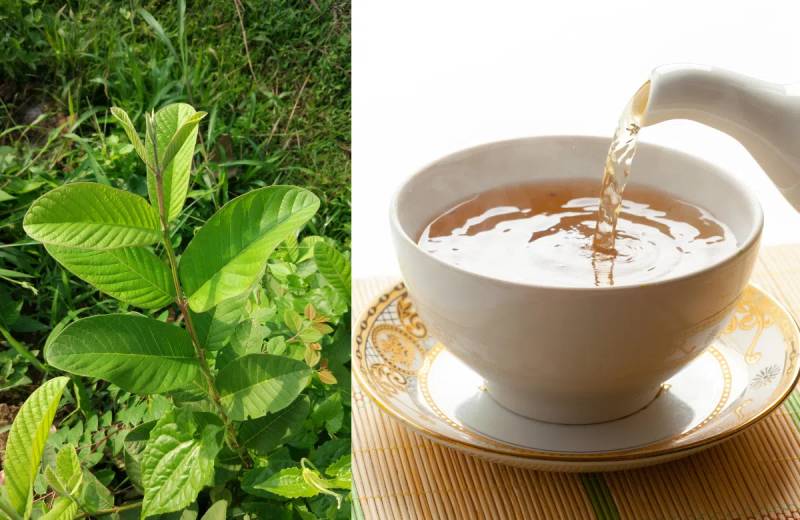 Sử dụng nước lá ổi nguyên chất