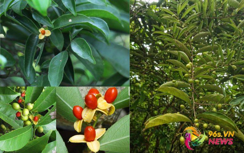 Uống xạ đen vào thời điểm nào là tốt nhất