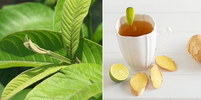 Trà lá ổi kết hợp với chanh hoặc mật ong
