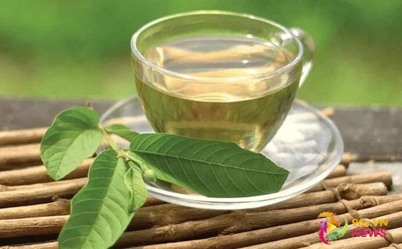uống nước lá ổi