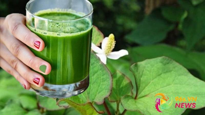 Uống rau diếp cá có tốt không?