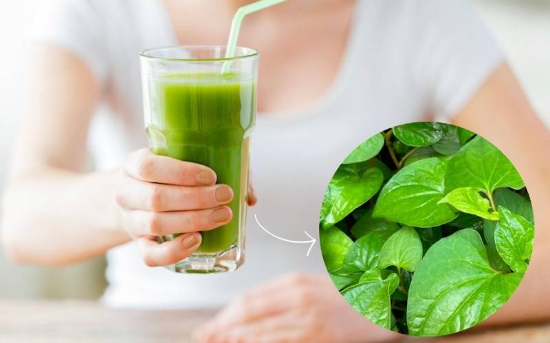 Uống rau diếp cá vào lúc nào tốt nhất