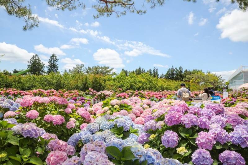 Vườn hoa Cẩm Tú Cầu